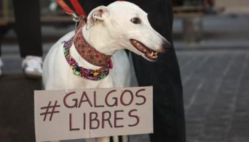 Solicitan al Presidente Boric que prohíba las carreras de perros galgos