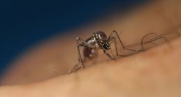 Minsal: Sin mosquitos no hay dengue, por eso queremos evitar que se instale en el país