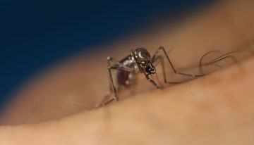 Minsal: Sin mosquitos no hay dengue, por eso queremos evitar que se instale en el país