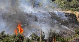 Angol y Victoria en alerta amarilla por incendios forestales