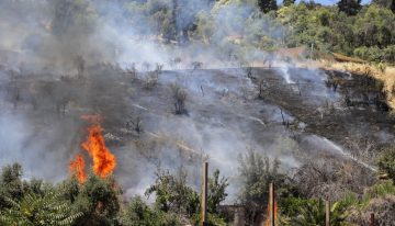 Angol y Victoria en alerta amarilla por incendios forestales