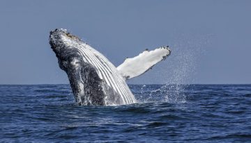 Chile se ha convertido en un «corredor mortal» para las ballenas, advierten expertos