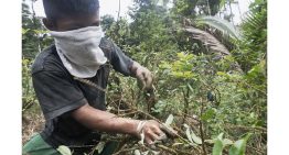 Colombia: una paz sin raíces