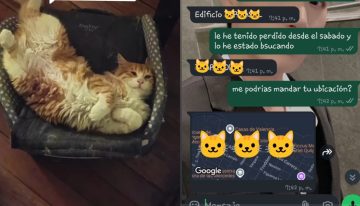 Gatito escapó de su casa en Renca y fue encontrado en Quilpué: Viajó más de 120 km