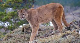 Estudio: El miedo al puma en Chile está vinculado a la «percepción social»