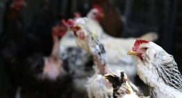 Chile suspendió las compras de pollo brasileño por la gripe aviar