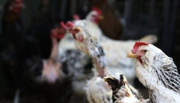 Chile suspendió las compras de pollo brasileño por la gripe aviar