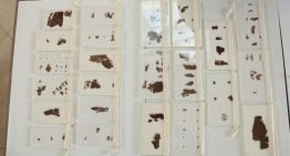 Museo de EEUU devuelve a China antiguos manuscritos en seda de los Reinos Combatientes