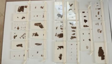 Museo de EEUU devuelve a China antiguos manuscritos en seda de los Reinos Combatientes