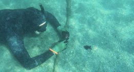 EE.UU.: Científicos alertan sobre enfermedad que amenaza a las estrellas de mar