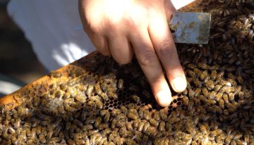 Sanas, puras y mansas: la exportación de abejas reina desde Chile vive un «boom»