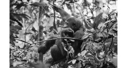 Los baaka:  el corazón que aún late en la selva africana