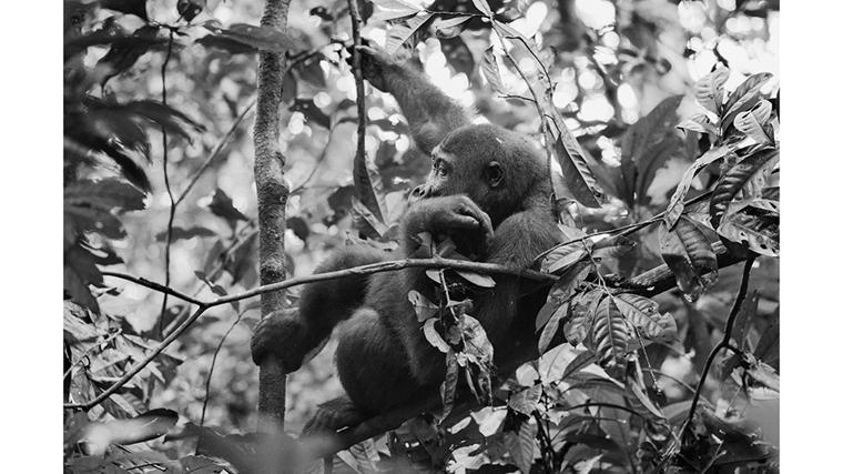 Un joven gorila se balancea entre las ramas de la selva de Dzanga Sangha, oculto tras un velo de hojas húmedas