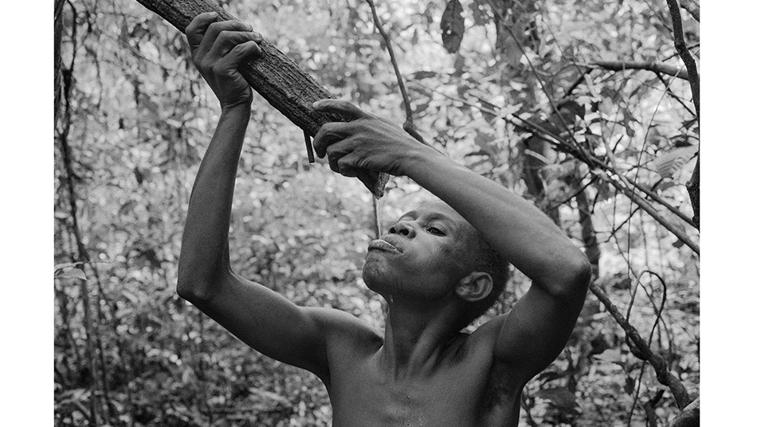 Un hombre bakaa bebe agua de una liana en el interior del bosque Dzanga Sangha