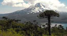 La Araucanía: MOP canceló proyectos viales que contemplaban la tala de 96 araucarias