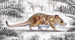 Descubrimiento de mamífero de la era de los dinosaurios releva importancia paleontológica de Magallanes