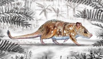 Descubrimiento de mamífero de la era de los dinosaurios releva importancia paleontológica de Magallanes