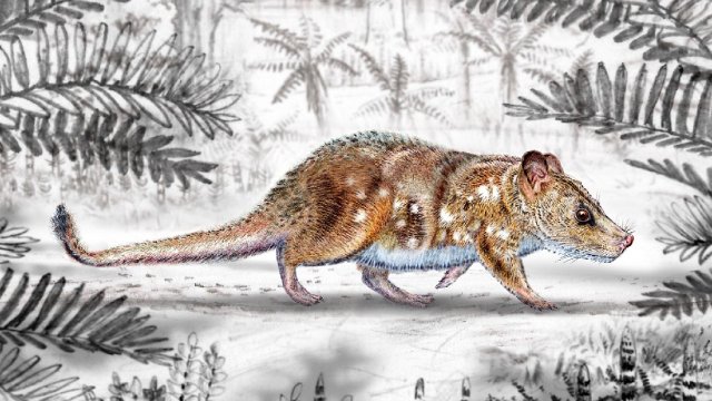 Descubrimiento de mamífero de la era de los dinosaurios releva importancia paleontológica de Magallanes
