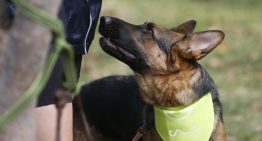 Detuvieron a mujer por maltrato animal: Perro estaba con «notoria desnutrición»