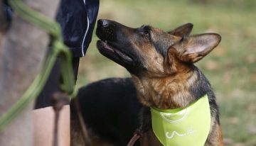 Detuvieron a mujer por maltrato animal: Perro estaba con «notoria desnutrición»