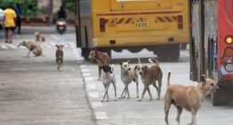 Supremo de la India dio pie atrás con orden de captura a perros callejeros