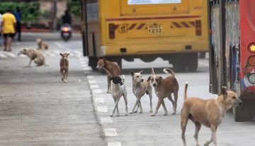 Supremo de la India dio pie atrás con orden de captura a perros callejeros