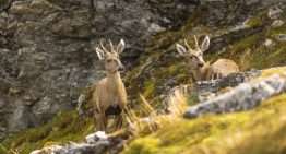 Optimismo sobre el huemul y su futuro tras hallazgos de subpoblaciones en la Patagonia