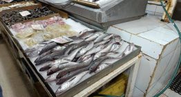 Septiembre llega con la veda de la merluza común