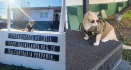 «General Michi»: El tierno gatito que fue adoptado por comisaría de Porvenir