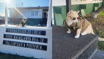 «General Michi»: El tierno gatito que fue adoptado por comisaría de Porvenir