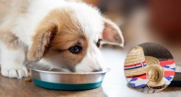 Veterinarios alertan sobre alimentos dañinos para mascotas en Fiestas Patrias