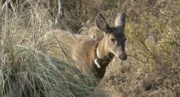 Los esfuerzos de Chile y Argentina para devolver el extinto huemul a la cordillera