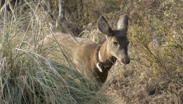 Los esfuerzos de Chile y Argentina para devolver el extinto huemul a la cordillera