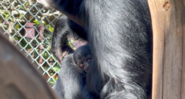 Cría de siamang nació en el Buinzoo: especie está en peligro de extinción