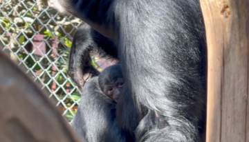 Cría de siamang nació en el Buinzoo: especie está en peligro de extinción