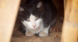 Mujer amenazó a su ex con deshacerse de sus gatos si no le daba $3 millones Mujer amenazó a su ex con deshacerse de sus gatos si no le daba $3 millones
