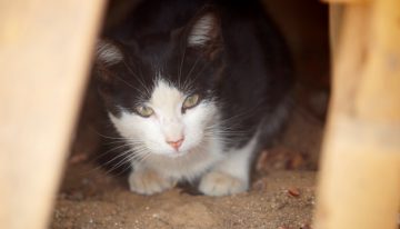 Mujer amenazó a su ex con deshacerse de sus gatos si no le daba $3 millones