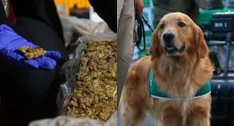 Dos personas detenidas tras incautación de más de tres kilos de marihuana en Temuco