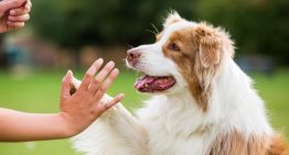 Estudios prueban que el perro ha sido amigo fiel del hombre por más de 10.000 años