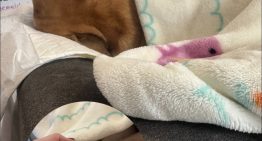 «Adiós hijita»: Adriana Barrientos confirma la muerte de su perrita Asia