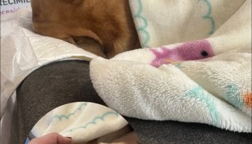 «Adiós hijita»: Adriana Barrientos confirma la muerte de su perrita Asia