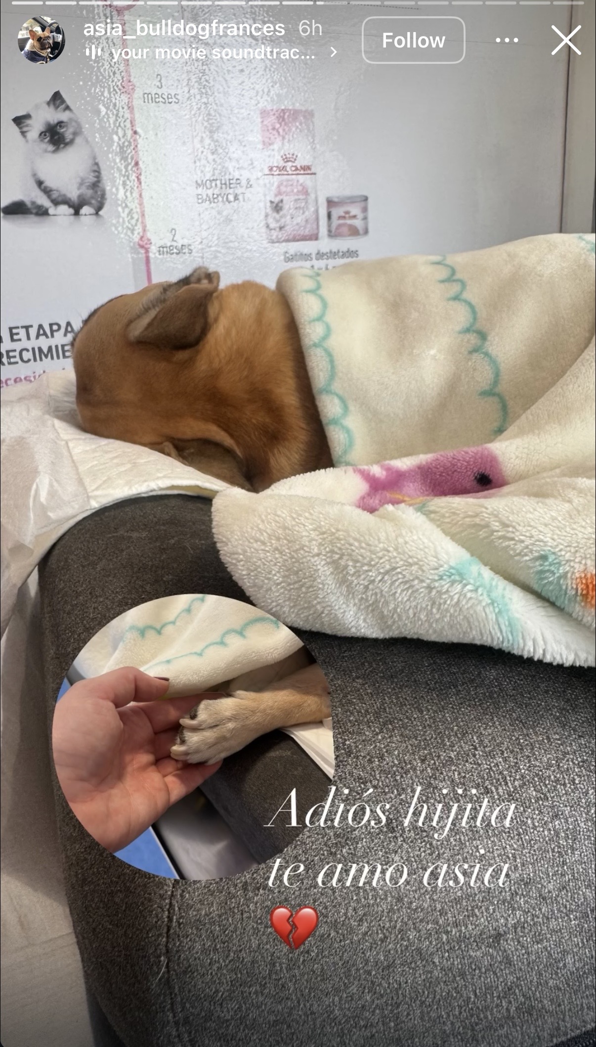 Adriana Barrientos confirma la muerte de su perrita Asia