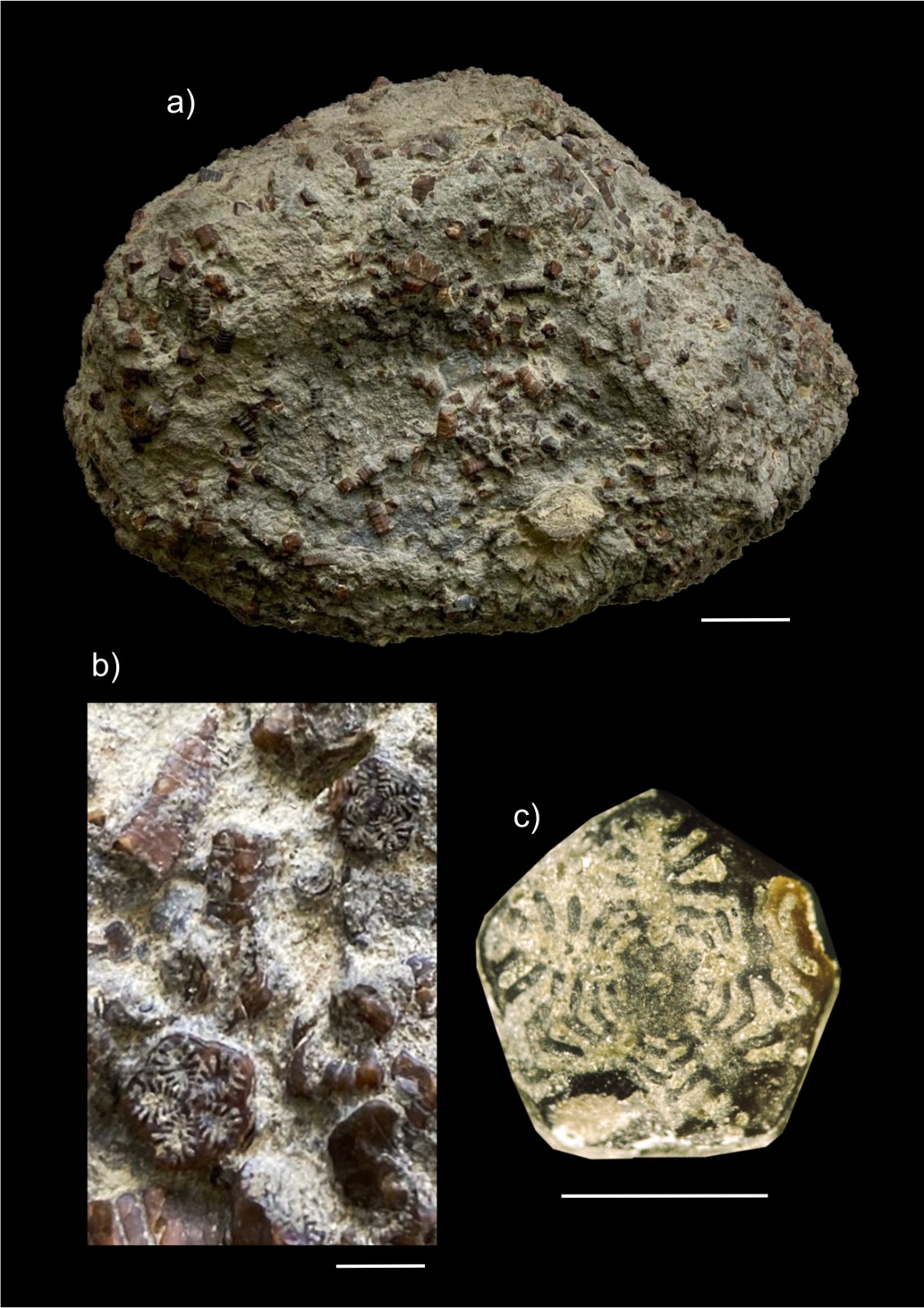 fósiles de la Antártica