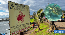 Muerte de 5 tortugas en lo que va del año genera preocupación en Rapa Nui