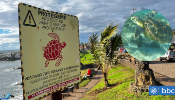 Muerte de 5 tortugas en lo que va del año genera preocupación en Rapa Nui