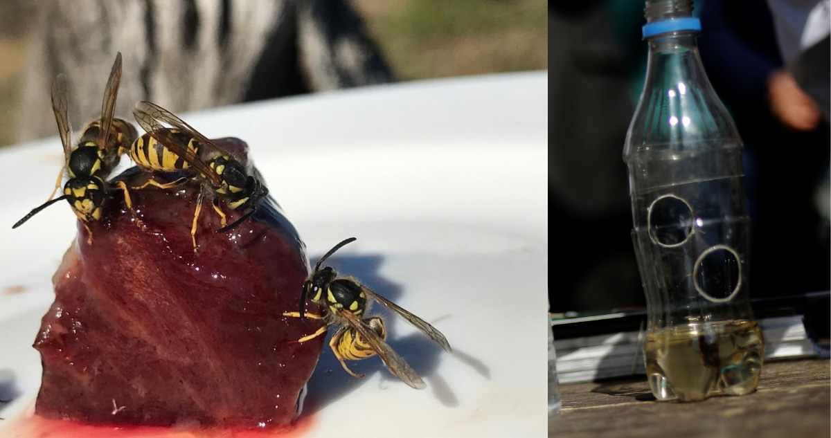 Matan abejas: la forma correcta de capturar a avispas reina y obreras en primavera sin que te ataquen