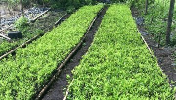 7 razones por las que ha aumentado el cultivo de coca en Colombia