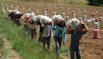 Ocho departamentos del país concentran el 90% de producción de papa