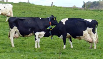 Fedegán demandaría suspensión de la licitación del Fondo de la Leche y la Carne