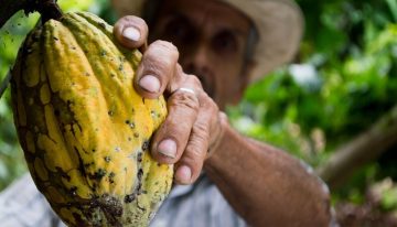 Cacao, la opción para sustituir cultivos ilícitos